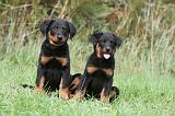 BEAUCERON - PUPPIES 171